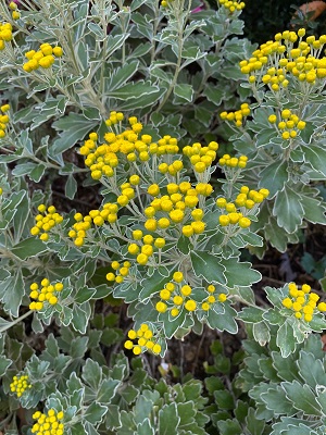 AJANIA pacifica Gold and Silver Chrysanthemum